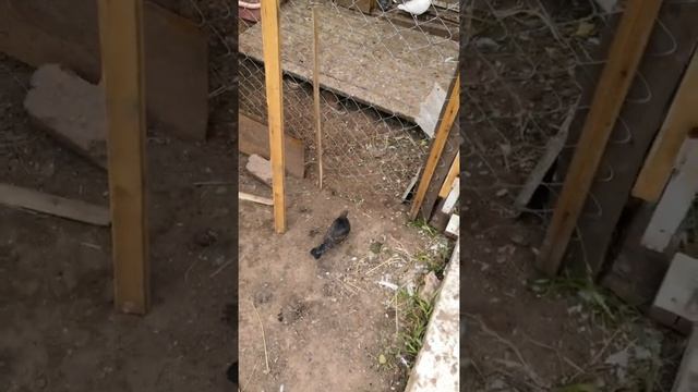 Дневное кормление голубей семенами подсолнечника. #бакинскиеголуби #Bakigoyercinleri #голубиИжевска смотреть онлайн