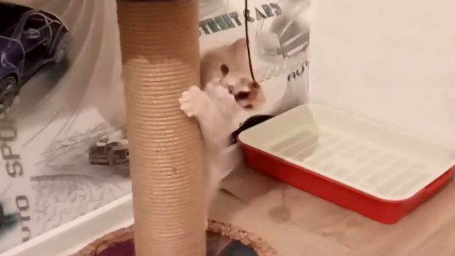 Мне подарили котёнка!!! смотреть онлайн