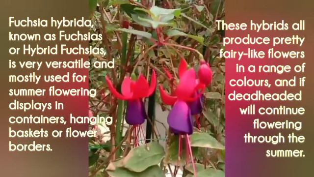 FUCHSIA HYBRIDA FLOWER смотреть онлайн
