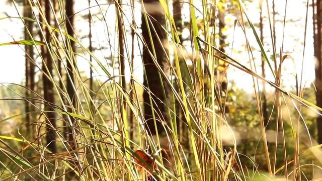 Canon 600D, EF-S 17-85 mm f/4-5.6 IS USM video смотреть онлайн