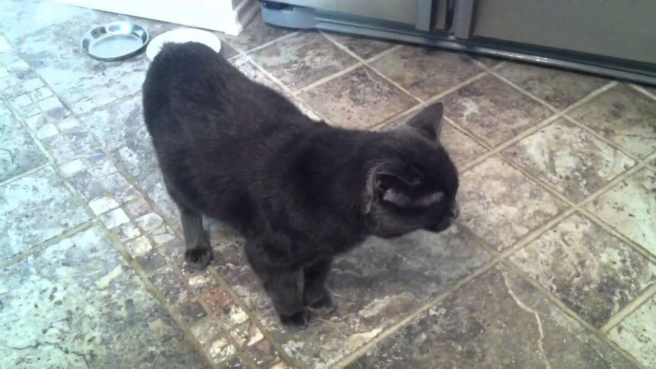 Кот мяукает