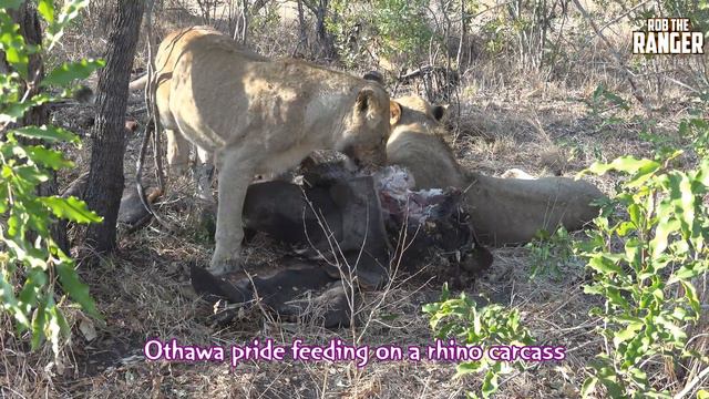 Safari Highlights #478: 26 - 31 July 2017 | Sabi Sand Nature Reserve | Latest #Wildlife Sightings смотреть онлайн