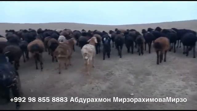 ВЫСТАВКА Гиссарских Овец В Городе Гиссаре. НОЯБРЬ 2020