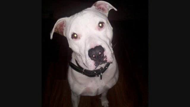 memoire des pit bull 2016 смотреть онлайн