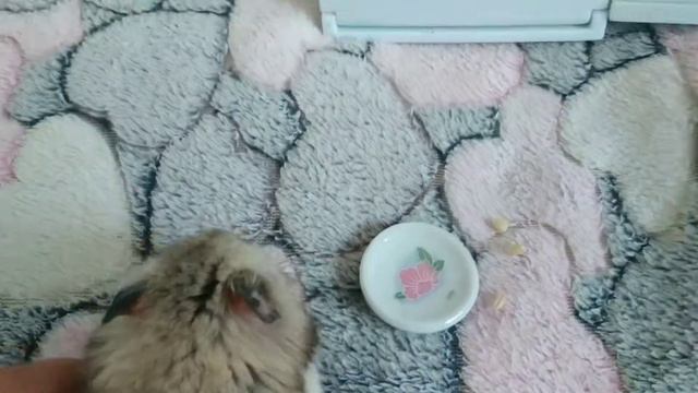 Хомячок и разные виды каши. смотреть онлайн