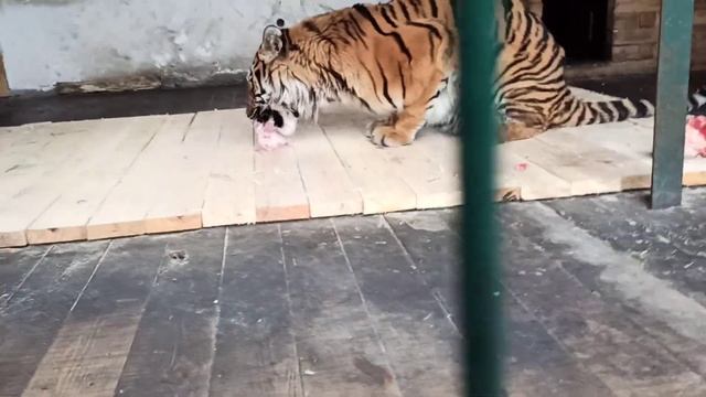 Любит наш ❤ тигра покушать??? смотреть онлайн