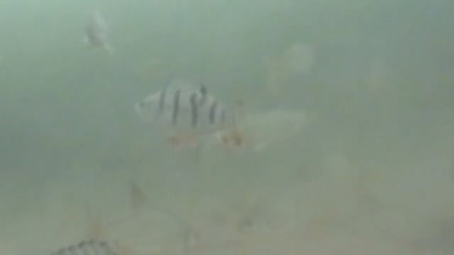 Елец пойман со льда на мормышку Мормыш смотреть онлайн