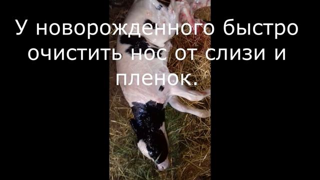 Отел коровы смотреть онлайн