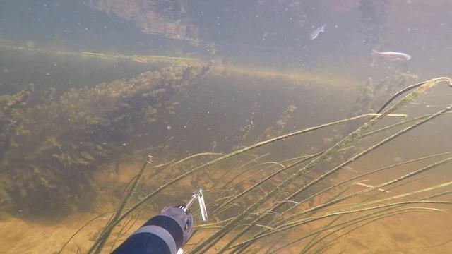 Подводная охота: Астрахань, Дерзкая рыбина смотреть онлайн