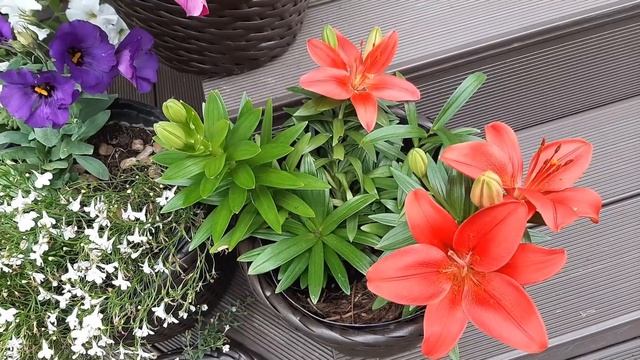 Карликовые лилии в контейнерных посадках смотреть онлайн