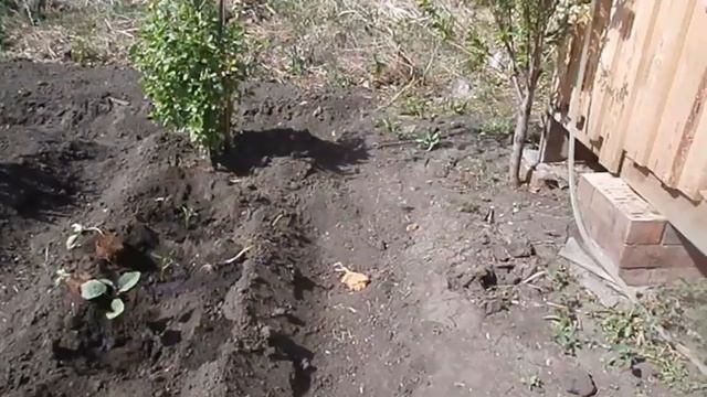 Саженцам третий год.Сад Зауралья смотреть онлайн