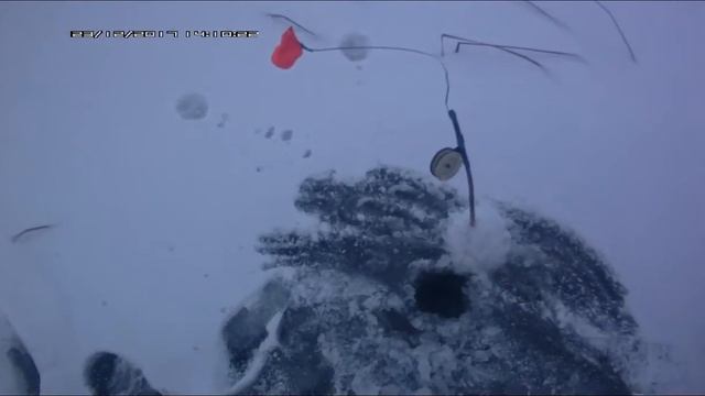 Ловля Щуки на жерлицы 23/12/2017 река "Волга" Саратов. смотреть онлайн