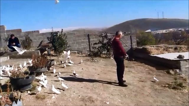 ГОЛУБИ ГАРЕАВИЗИ С ИГРОЙ / ПРИВЕТ ОТ КОЛЛЕГ С АРМЕНИИ ( Гор , Талинский район ) смотреть онлайн