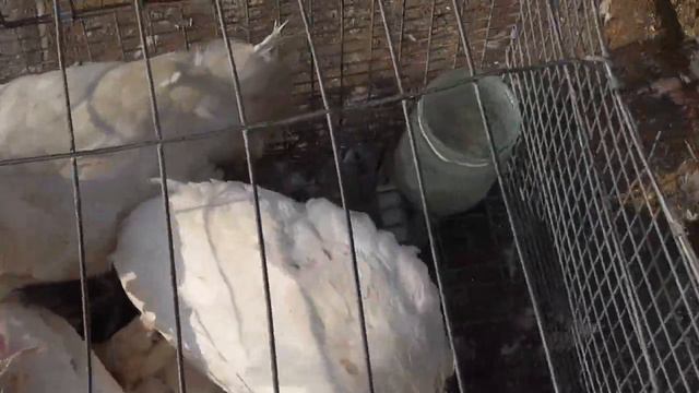 Мариуполь - рынок животных и птицы. смотреть онлайн