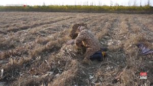Засидка Шилка в полевых условиях