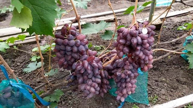 Байконур- ранний,урожайный,товарный виноград смотреть онлайн