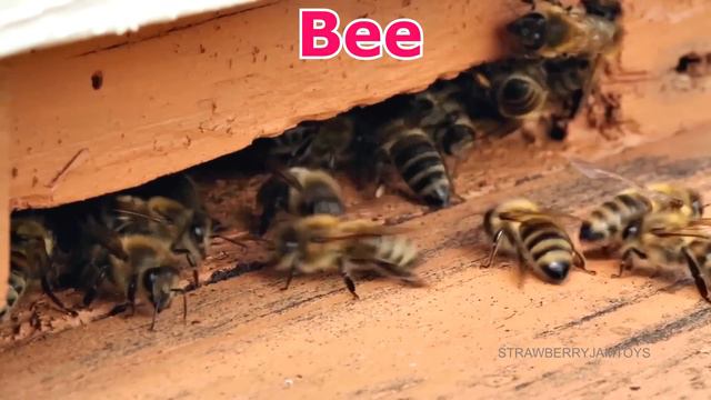 Wild Zoo Animals Toys Baby Mom Learn Animals Names Bug Toys смотреть онлайн