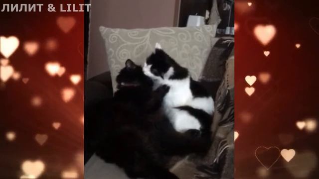 НЕЖНОСТЬ.#питомцы #кошки смотреть онлайн