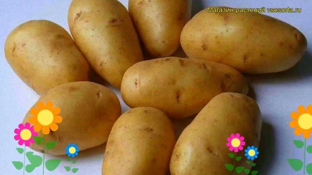 Картофель семенной Лорх. Краткий обзор, описание характеристик, где купить картофель Lorh смотреть онлайн