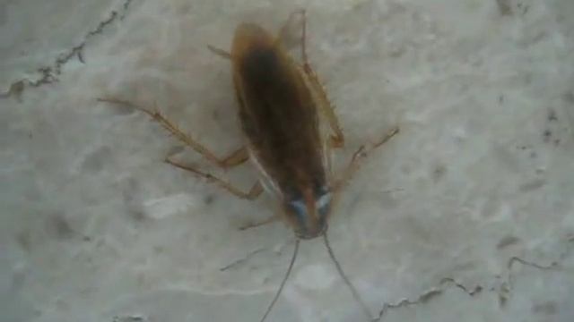 Disinisfestazione blattella germanica o blatta fuochista смотреть онлайн