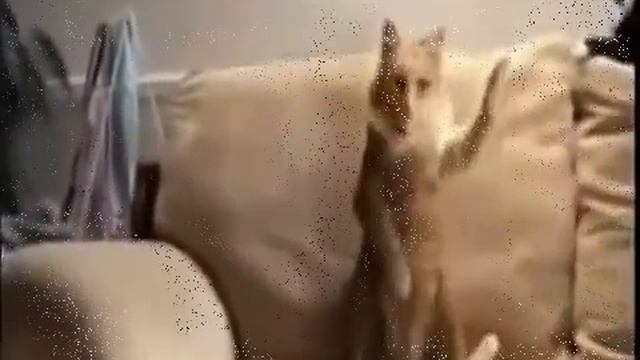 прикол кот жжет смотреть онлайн