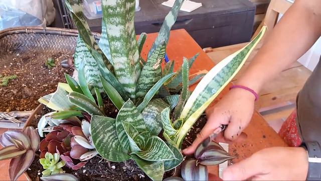 Succulents SUITABLE for INDOORS / Succulent Arrangement for indoors / | BUHAYMOTHER смотреть онлайн