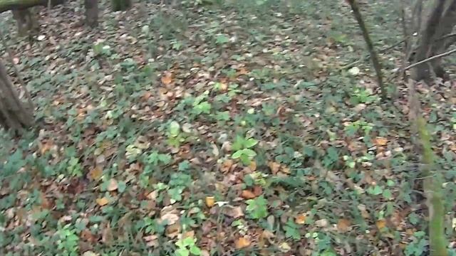 царские монеты!!! 3 копейки серебром........закрытие сезона смотреть онлайн