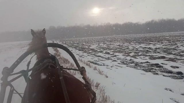 6 Марта снег, лошадь, сани, лес смотреть онлайн