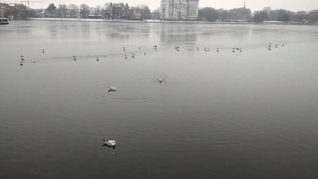 Зима на Верхнем озере Калининграда. Видео #14 смотреть онлайн