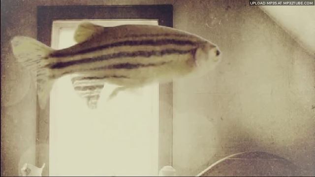 Sogyumo Acacia Band - Fish смотреть онлайн