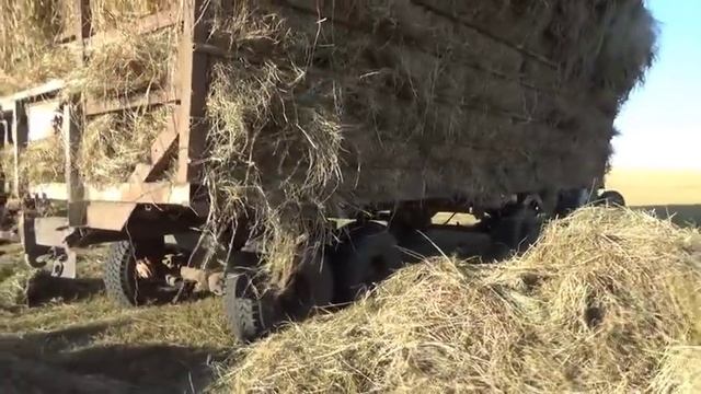 Помощь односельчанину по вывозке сена. смотреть онлайн
