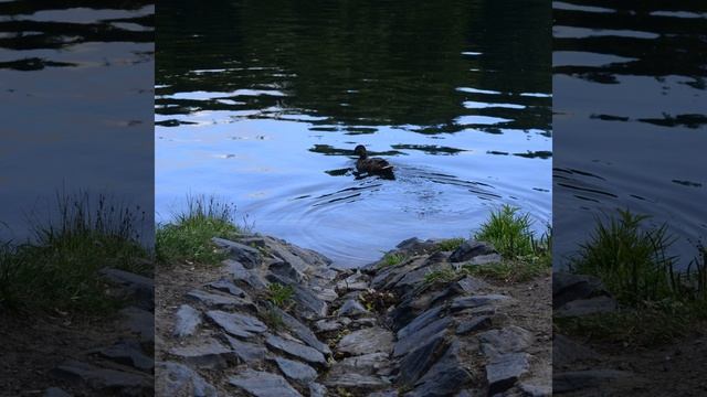 Журчание воды в небольшом ручейке смотреть онлайн