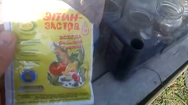 Замочил семена томата в эпине, для посева в поле под дуги. 27 марта 2020 г. смотреть онлайн