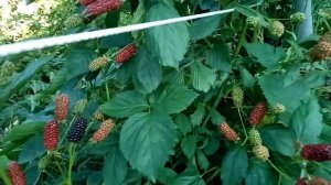 ежевика Арапахо и Трипл Краун Тройная корона.