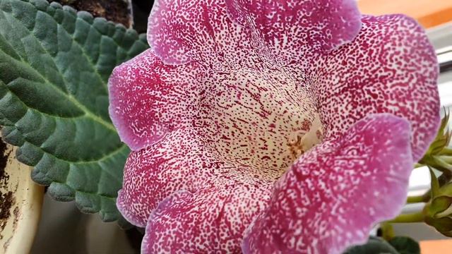 ГЛОКСИНИЯ МАЙ ПИКСИЛИ. смотреть онлайн