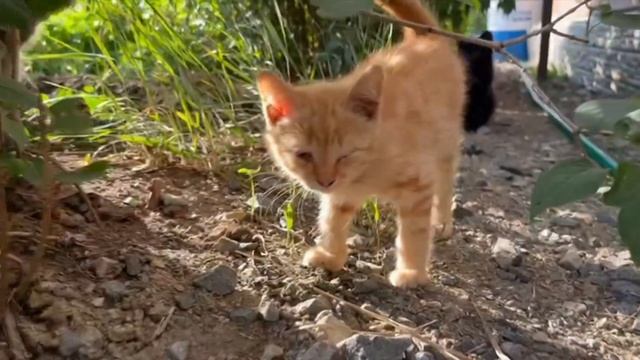 Когда хозяйка попала в больницу, кошек выбросили на улицу. Дальше произошло ужасное! смотреть онлайн