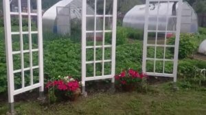 Шпалера-пергола pergola моими руками. Декоративные решетки для дачи.