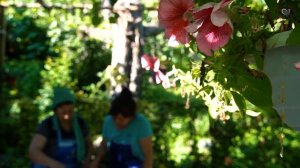 Приготовление вишневого пирога Азербайджанская Кухня Деревенская Кухня  Рецепты