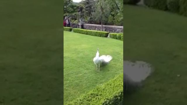 Белый павлин раскрывает хвост. Красота!