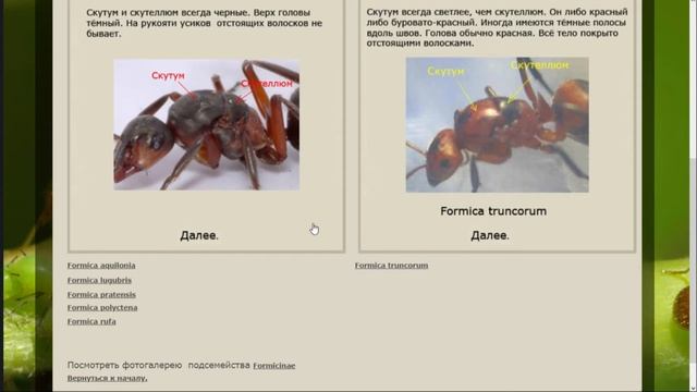 Мои колонии. Как определить вид муравья новичку самостоятельно? смотреть онлайн