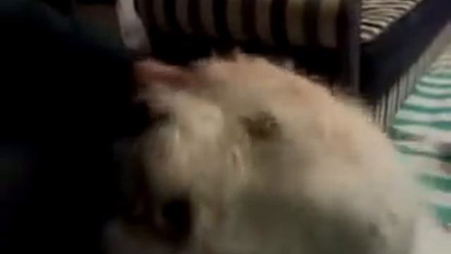 Звук выхлопа / Sound Exhaust SUBARU смотреть онлайн