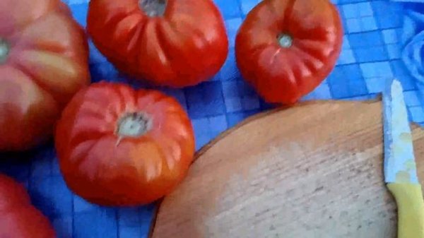 томат Монтсеррат