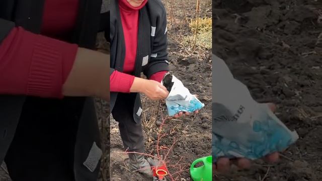 Весенняя подкормка голубики смотреть онлайн