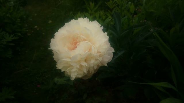 Paeonia Summer Glow смотреть онлайн