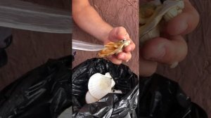 Морской гребешок! Инструкция по поеданию!