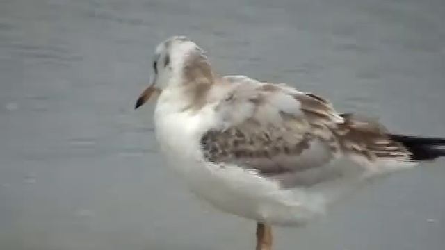 чайка на берегу моря смотреть онлайн