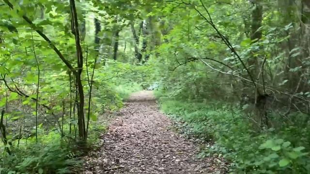 расслабляющая прогулка по яламинскому лесу. / relaxing walk in the yalaminsky forest смотреть онлайн