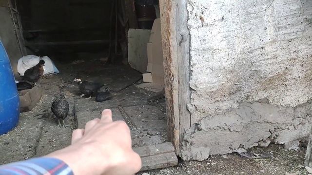 Моя самая любимая порода кур #Бентамки ❤️ #куры брама смотреть онлайн