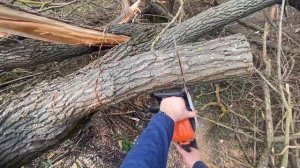 Пилим дрова в лесу штиль 180 ,огромная ракита распиливаем STIHL-180 ,Могилёв 5,5