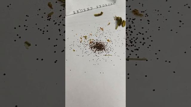 #SHORTS Неужели семян эустомы так много??? смотреть онлайн